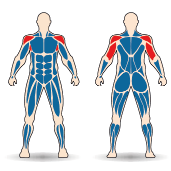 Célzott izomcsoport