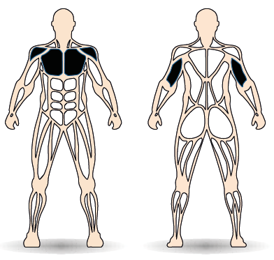 Célzott izomcsoport