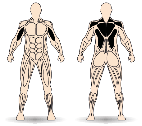 Célzott izomcsoport