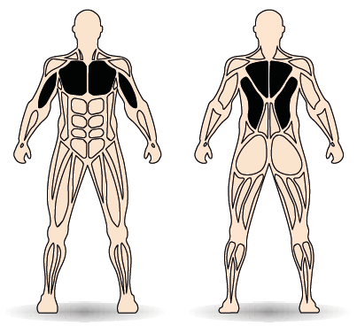 Célzott izomcsoport