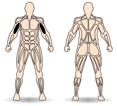 Célzott izomcsoport
