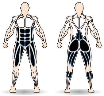 Célzott izomcsoport