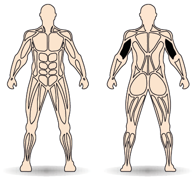 Célzott izomcsoport