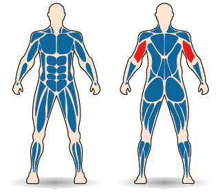 Célzott izomcsoport