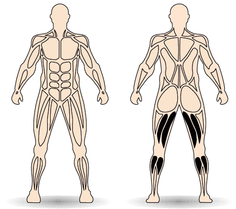 Célzott izomcsoport