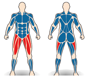 Célzott izomcsoport