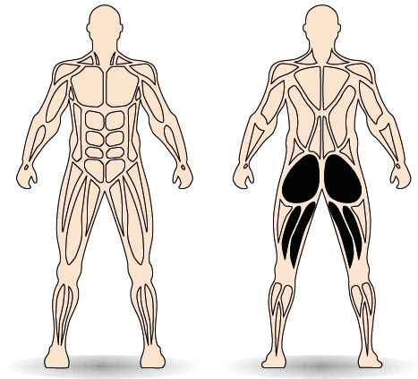 Célzott izomcsoport