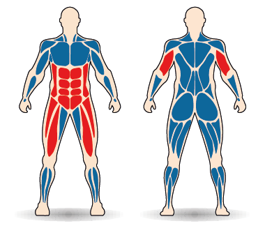Célzott izomcsoport