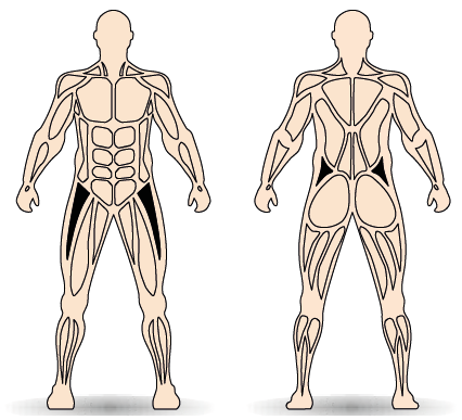 Célzott izomcsoport
