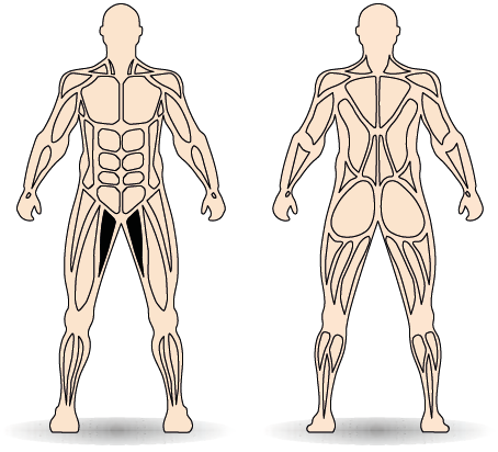 Célzott izomcsoport