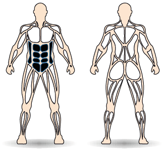 Célzott izomcsoport