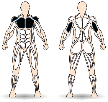Célzott izomcsoport