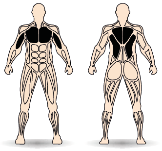 Célzott izomcsoport