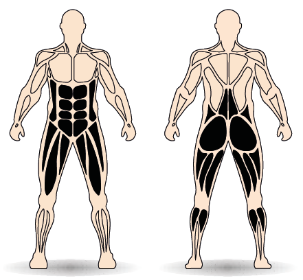 Célzott izomcsoport