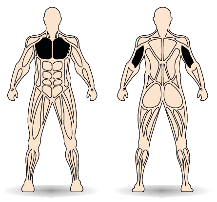 Célzott izomcsoport