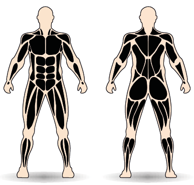 Célzott izomcsoport