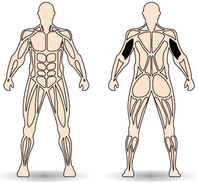 Célzott izomcsoport