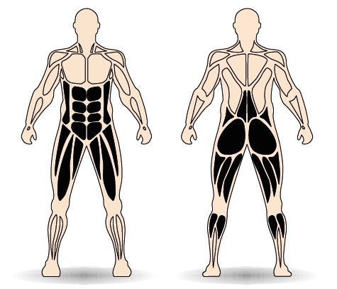 Célzott izomcsoport