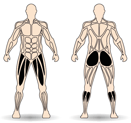 Célzott izomcsoport