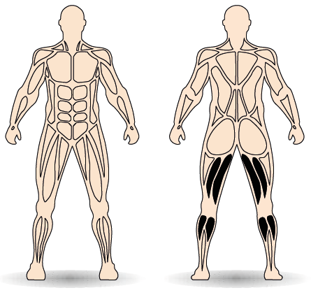 Célzott izomcsoport
