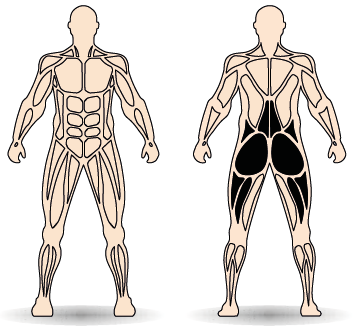Célzott izomcsoport