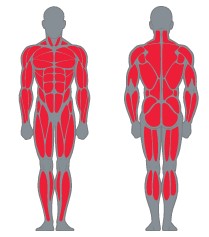 Célzott izomcsoport